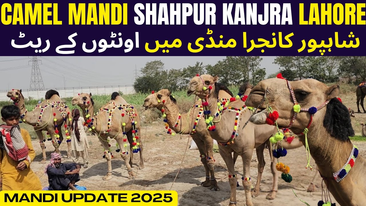 Shahpur Kanjra Mandi Updates 2025 || Camel Mandi Lahore || Shahpur Kanjra Mandi Me oonto K Rates ||