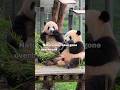 Why Pandas Are Cuter Than They Should Be #animalfacts #animals #cuteanimals #panda #pandafacts