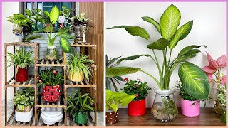 How to make simple and beautiful aquatic plant pots. You should try by Great Gardening 240,096 views 2 months ago 11 minutes, 55 seconds