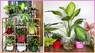 How to make simple and beautiful aquatic plant pots. You should try