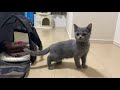 子猫がやってきた【ブリティッシュショートヘア】