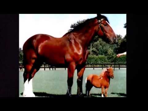 5 unglaubliche Fakten über Pferde - YouTube