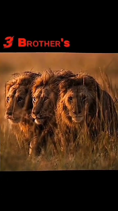 3 BROTHERS 🦁🦁