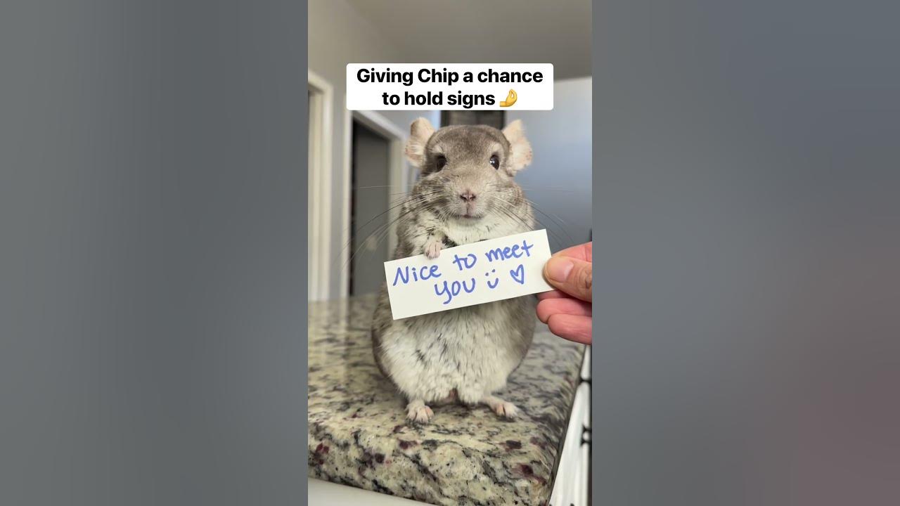 How is his grip strength so weak 😭 shorts Chip chinchillas pets