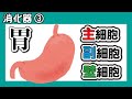 胃（主細胞、副細胞、壁細胞）【第３６回】