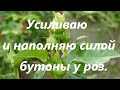 Усиливаю и наполняю силой бутоны у роз .Мой княжик цветёт !!!