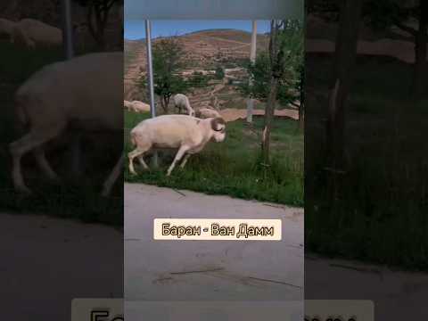 Баран - Ван Дамм 🐏😁💪 bayoun.ru #бараны #приколы #животные