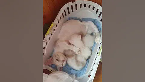 Watch the video about The great mother munchkin cat and her munchkin kittens