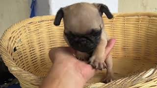 Pug puppies! Correct eye setting |Super Marcos Vlogs by Super Marcos 404 views 8 months ago 1 minute, 19 seconds