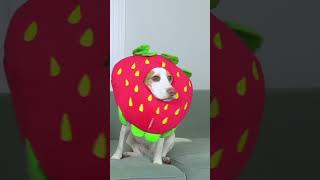 Strawberry Dogs Meet Banana Dog #shorts #funnydogs #dogs #strawberry