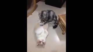 Cat Give A Massage Treatment for FREE