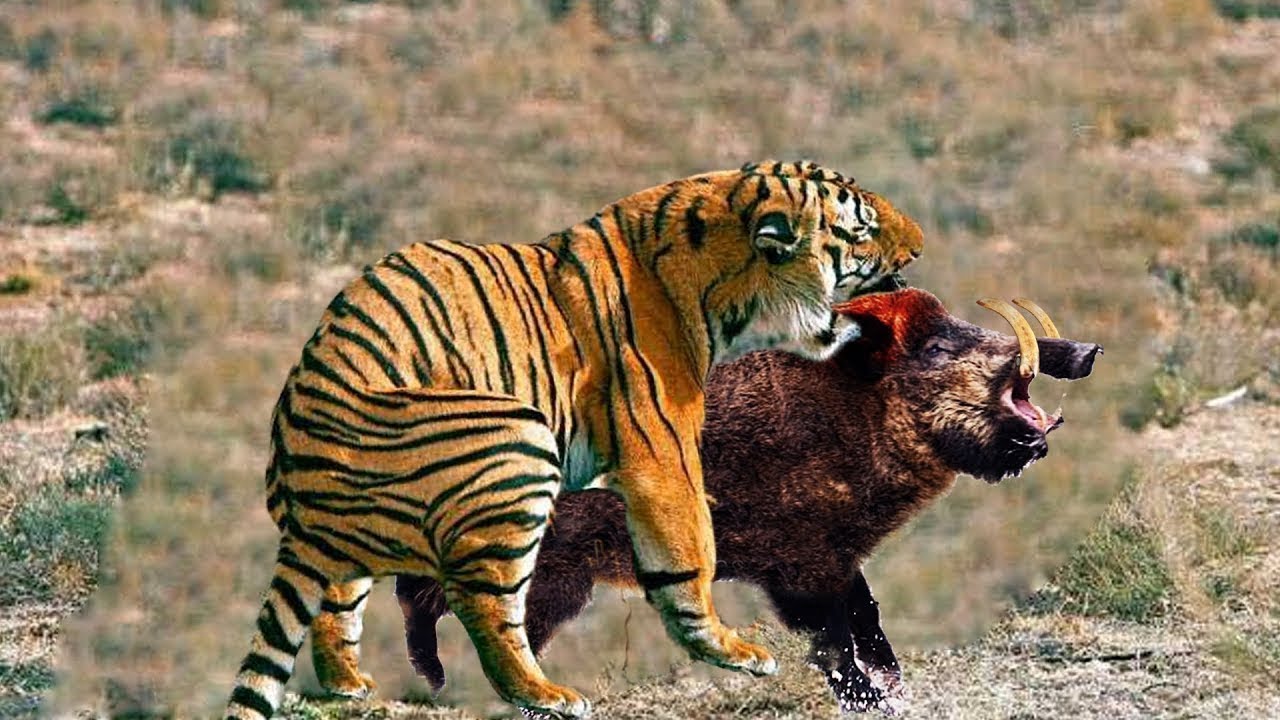 Кто сильнее ягуар или тигр. Лев против тигра. Тигр против ягуара. Тигр сильнее. Тигры против Львов.