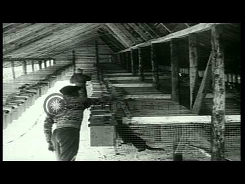 Exhibition of fox fur and mink coats by Canadian fur farmers at Annual Fur Breede...HD Stock Footage Exhibition of fox fur and mink coats by Canadian fur farmers at Annual Fur Breede...HD Stock Footage