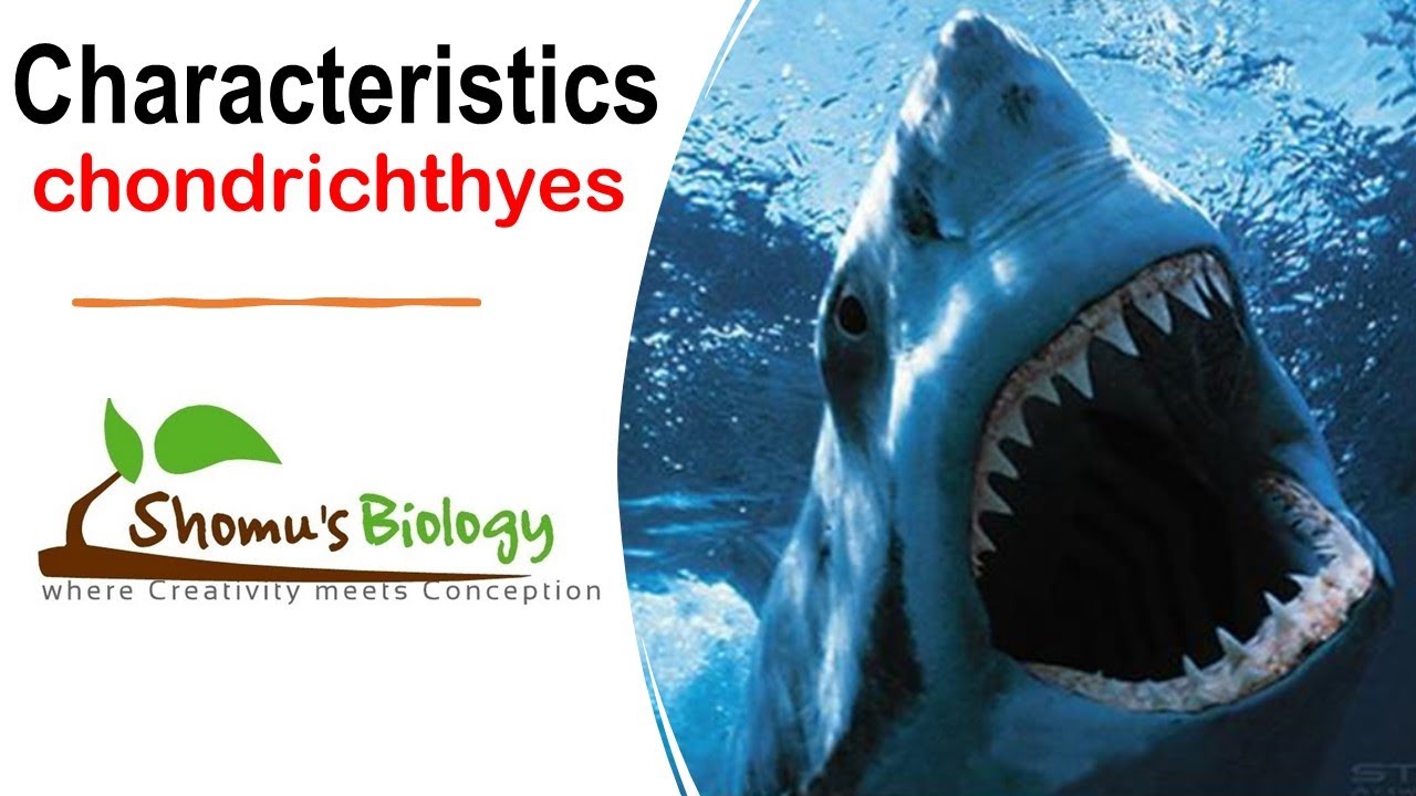Class Chondrichthyes characteristics upsc zoology optional YouTube