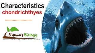 Class Chondrichthyes characteristics | upsc zoology optional