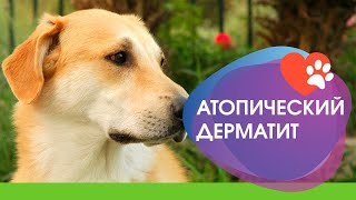 Эффективные методы лечения атопического дерматита у собак