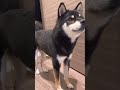 1歳赤ちゃんを寝かしつけた豆柴【柴犬】#Shorts