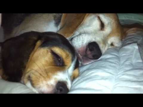 Mama and Baby Beagle Snoring