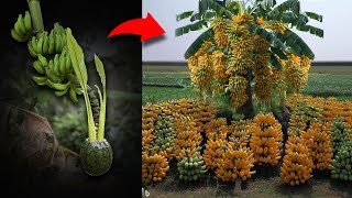 Oops... Grafting Banana Flower With Watermelon Fruit