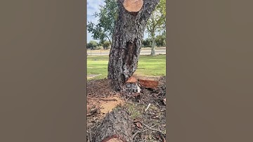 Cutting down giant tree#satisfying #tree #asmr #oddlysatisfying #fyp #cuttingtrees #treework