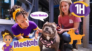 Meekah's Adorable Adventure: Puppies & Pet Care Fun! | 1 HR OF MEEKAH! | Educational Videos for Kids