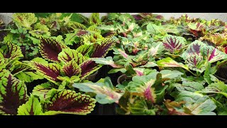 видео: Как вырастить шикарные кусты колеусов зимой. Простые секреты успеха. картинка: Как вырастить шикарные кусты колеусов зимой. Простые секреты успеха.