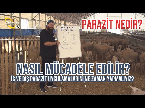 Video: Evcil Hayvanlarınız Için Otopsi Neden, Ne Zaman Ve Nasıl