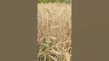 дикая пшеница ПОЛБА. Еда Балды из сказки.