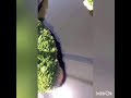 Ryujin Bungy 100m BGM Ryujin Bungy 100m BGM
