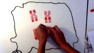 Demonstration of a cell with two sets of chromosomes dividing by mitosis.