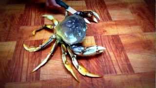 Live Crab from Ranch 99 Market