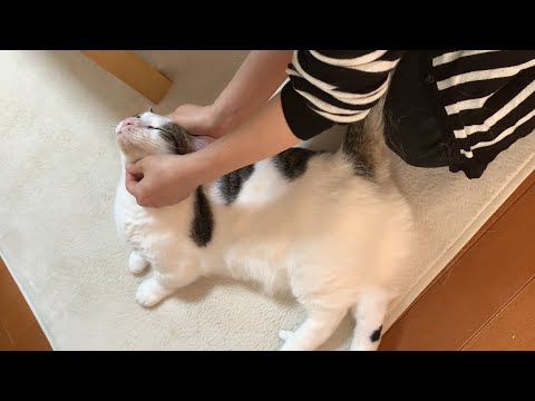 「抜け毛がぁ～」な猫