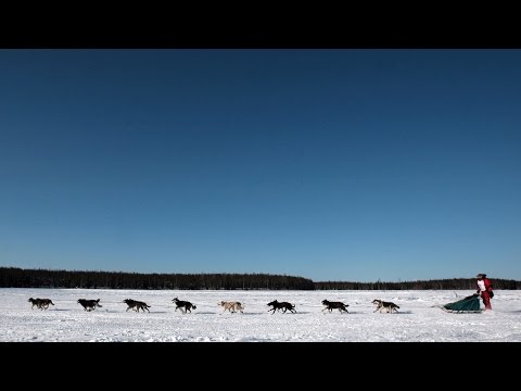 Видео: Можно посмотреть iditarod по телевизору?