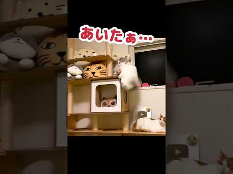 落ちたんちゃうでと言い張る猫 #Shorts