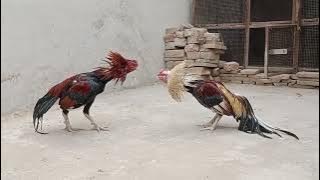 Amroha rooster 🐓 20 times loudly crowing sound #murga #hen