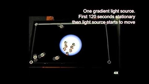 ‘Honeybee’ robots replicate swarm behaviour | University of Lincoln