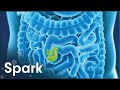 What Starch Does To Our Gut Bacteria l The Truth About Carbs l Spark