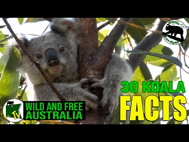 Everything koala!
