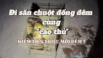 Cao Thủ Săn Chuột Đồng - Toàn Những Con Chuột Khủng | An Nhiên Vlogs