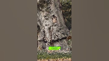 Con Chim Cút đang ở đâu? | Thử Tài Nhanh Mắt P121 #shorts