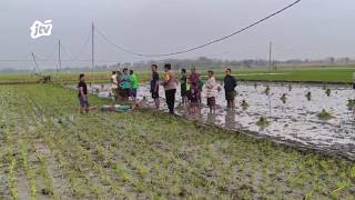 Download lagu Ibu dan Anak di Bojonegoro Meninggal Dunia Tersengat Jebakan Tikus di Sawah