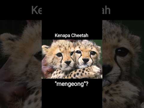 Video: Bunyi manakah yang dihasilkan oleh cheetah?
