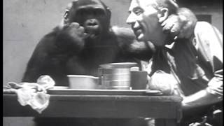 Gorilla And Man Eat Together