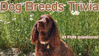 DOG BREED trivia quiz - 21 Question about Everyone's Favorite Pet!  {ROAD TRIpVIA- ep:538}