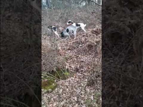 Rapproché sur lievre domaine du couret