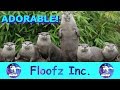 The Best of Adorable Otters!