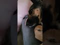 Mia loves Lucas. #love #germanshepard #bassethound #sons