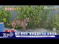 13歲男童遭10多隻野狗追趕! 摔車狂奔800公尺 渾身傷回家｜TVBS新聞 @TVBSNEWS01