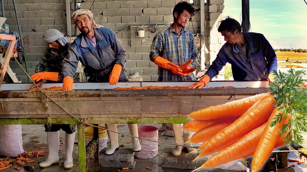 Washing and Packing Carrots in village Rural life in Iran YouTube