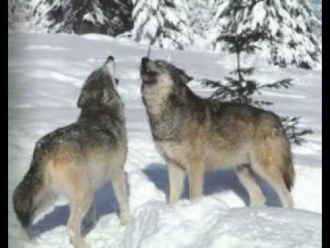 John Denver-Amazon \